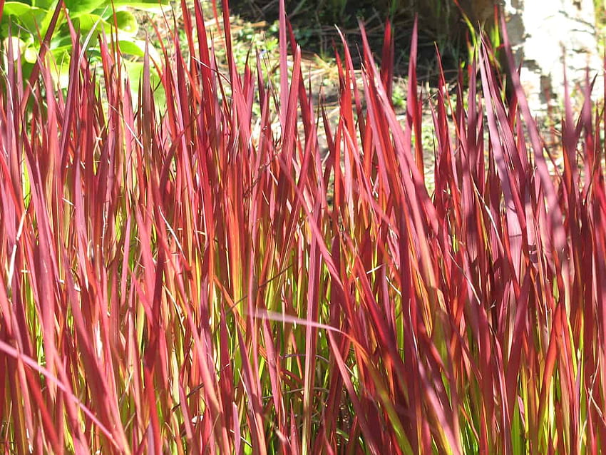 17 hermosas hierbas perennes para plantas ornamentales impresionantes y vibrantes, hierba ornamental de cebada cola de zorra fondo de pantalla