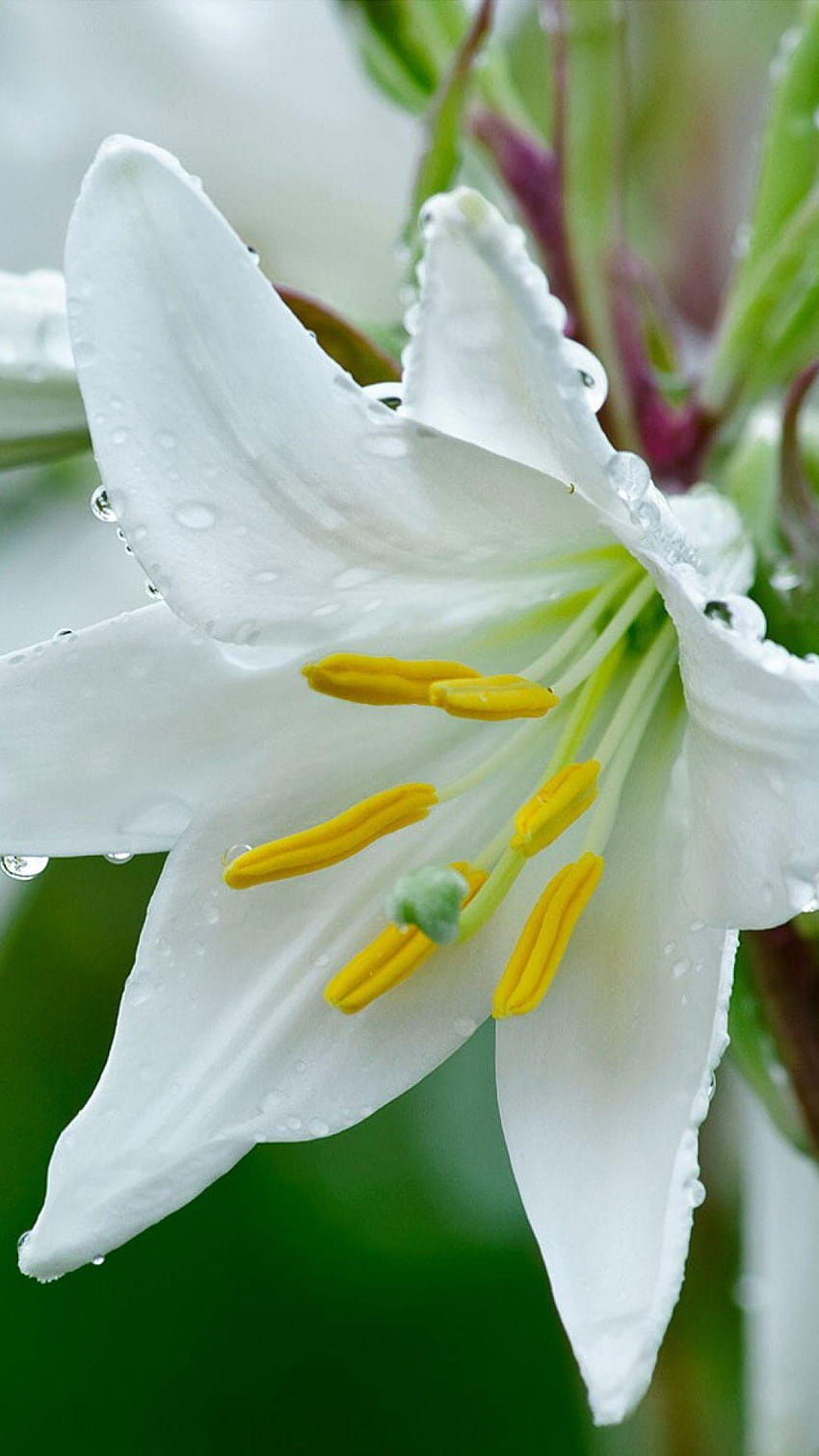 lily, flower, drops, stamens, freshness, close, calla lily with rain drops HD phone wallpaper