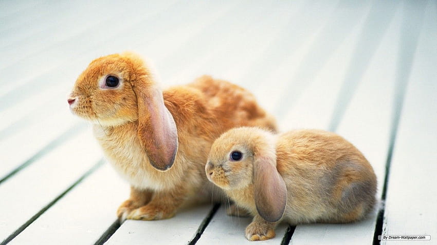 31 Bunny Rabbits ideas, mini lop rabbit HD wallpaper | Pxfuel