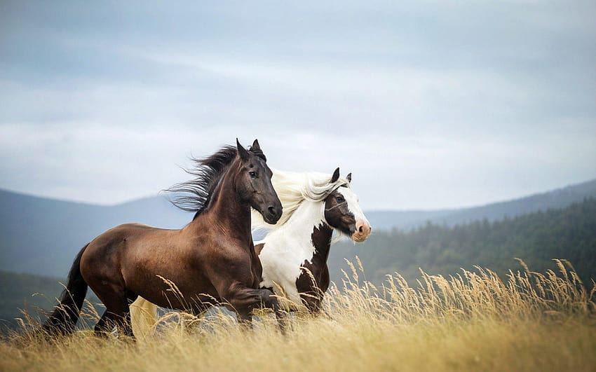 Horses Running In The Field Animal, i got the horses in the back HD wallpaper