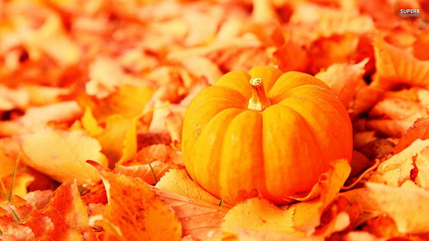 Fall Pumpkin, pumpkins and basket HD wallpaper