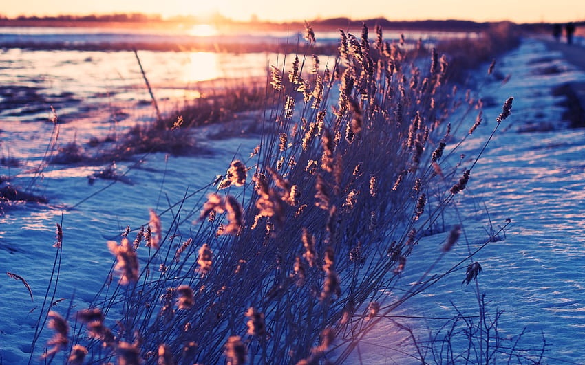 Winter, Grass, Sunlight, Fields, Sunrise, Frozen, winter grassland HD wallpaper