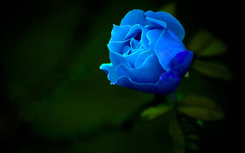 hoontoidalnie: pojedyncza niebieska róża, pojedyncza róża Tapeta HD