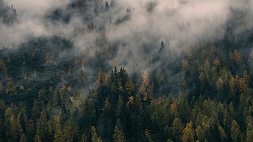 3 Hutan Berkabut, hutan estetika Wallpaper HD
