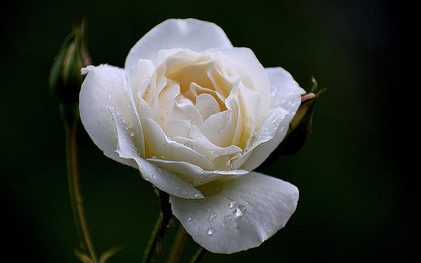 3840x2400 white rose, drops, portrait, close up, ultra 16:10, , 3840x2400 , background, 5187 HD wallpaper