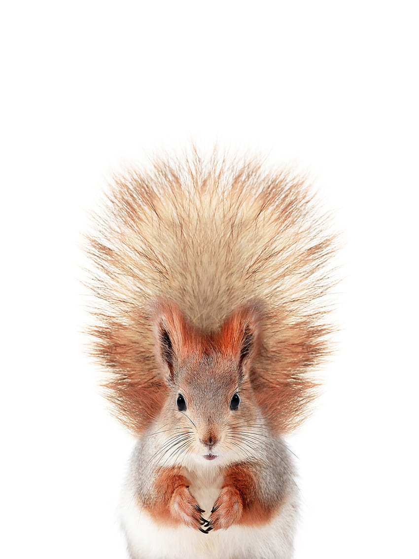 Baby Squirrel HD phone wallpaper