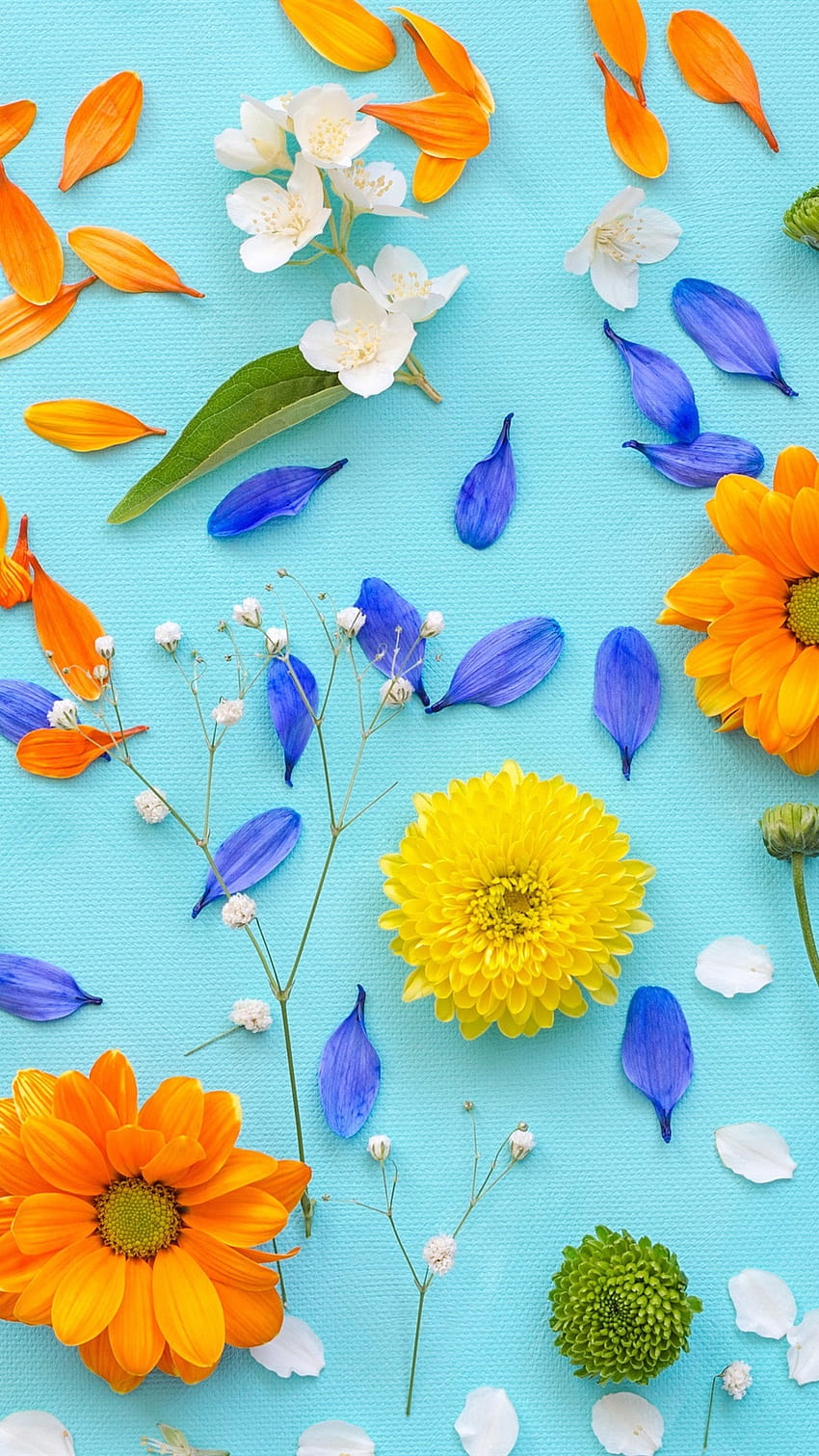 菊、花びら、黄色の花、青い背景 1080x1920 iPhone 8/7/6/6S Plus、背景、黄色の花 iphone HD電話の壁紙