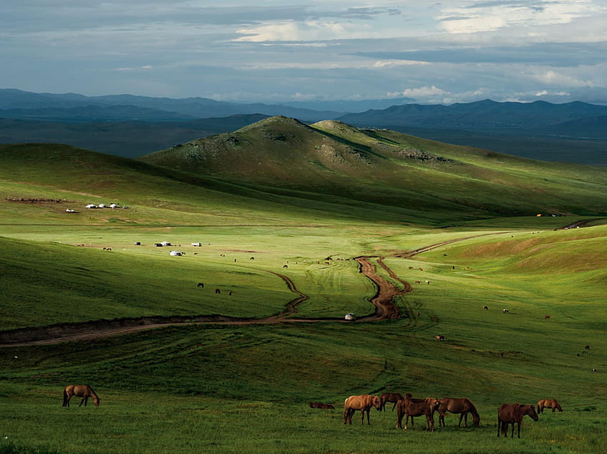 Cavalli, steppa mongola Sfondo HD