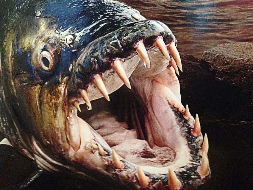 River Monsters: Hydrocynus Goliath Tigerfish HD wallpaper