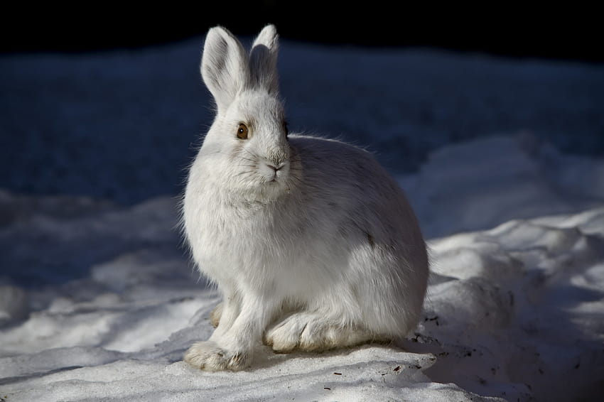 Snowshoe Hare Stock, arctic hare HD wallpaper