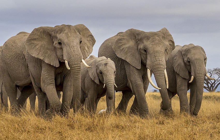 слон, семейство, Африка, стадото , раздел животные, семейство слонове HD тапет