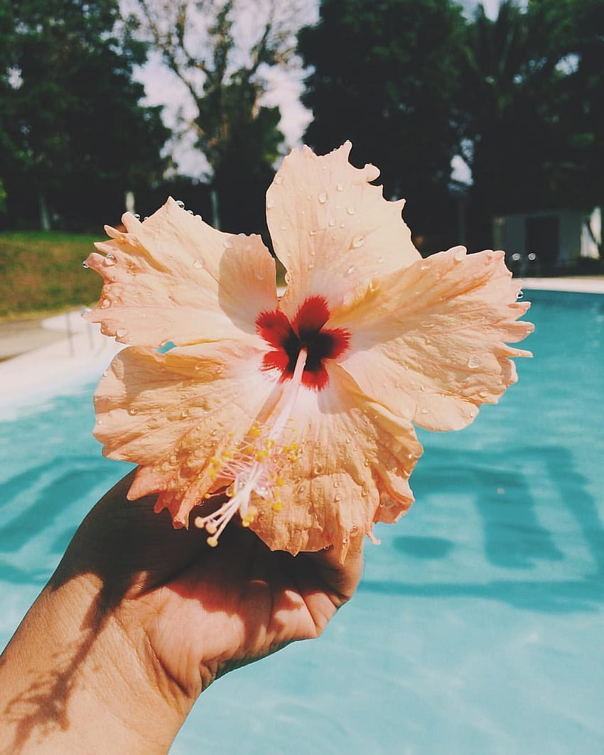 Letni iPhone na Instagramie, urocze, estetyczne preppy lato Tapeta na telefon HD