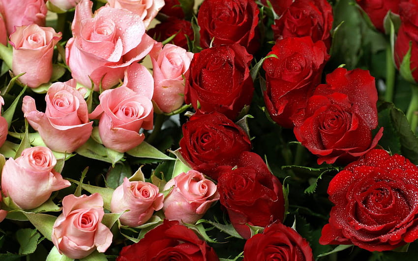 Red Flowers Bouquet HD wallpaper | Pxfuel