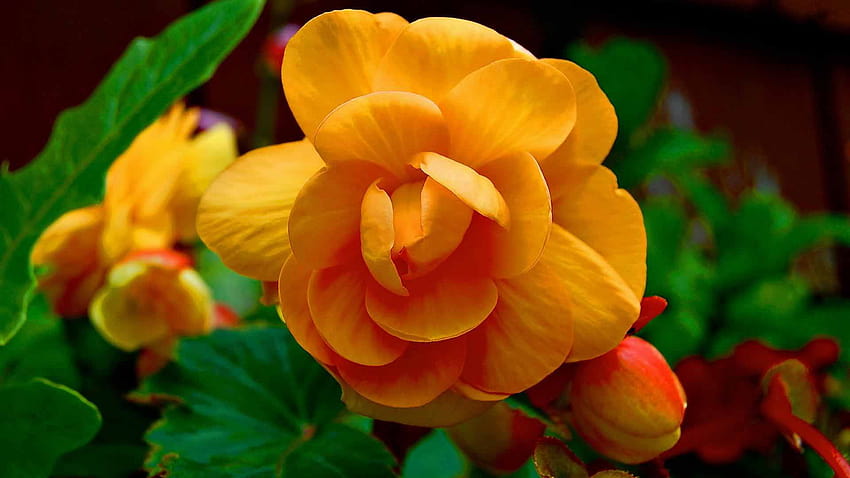 Begonias, begonia flowers HD wallpaper | Pxfuel