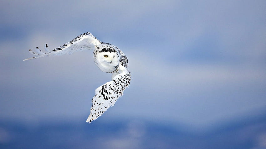 2560x1440 owl, flying, bird 1440P Resolution , Animals, animal fly HD wallpaper