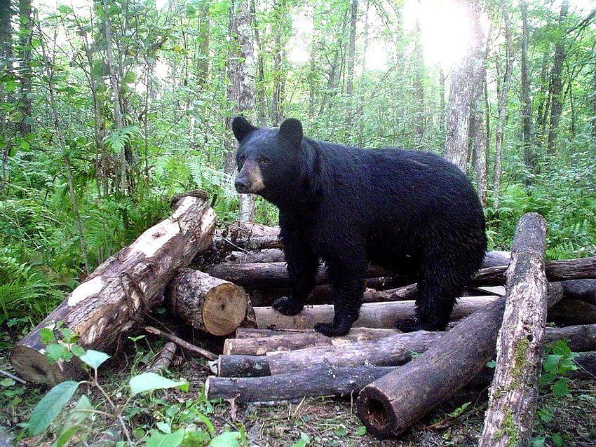 세계에서 가장 큰 곰 TOP 10, 안경곰 HD 월페이퍼