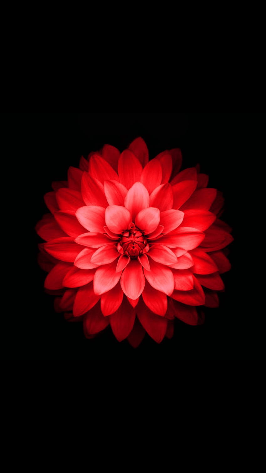 Lua Cheia na NATUREZA/FÉRIAS, flor de lótus vermelha Papel de parede de celular HD