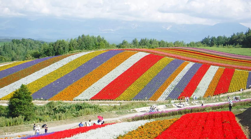 Hokkaido Farm Tomita, Shikisai, Shikisai no oka Blumengarten HD-Hintergrundbild