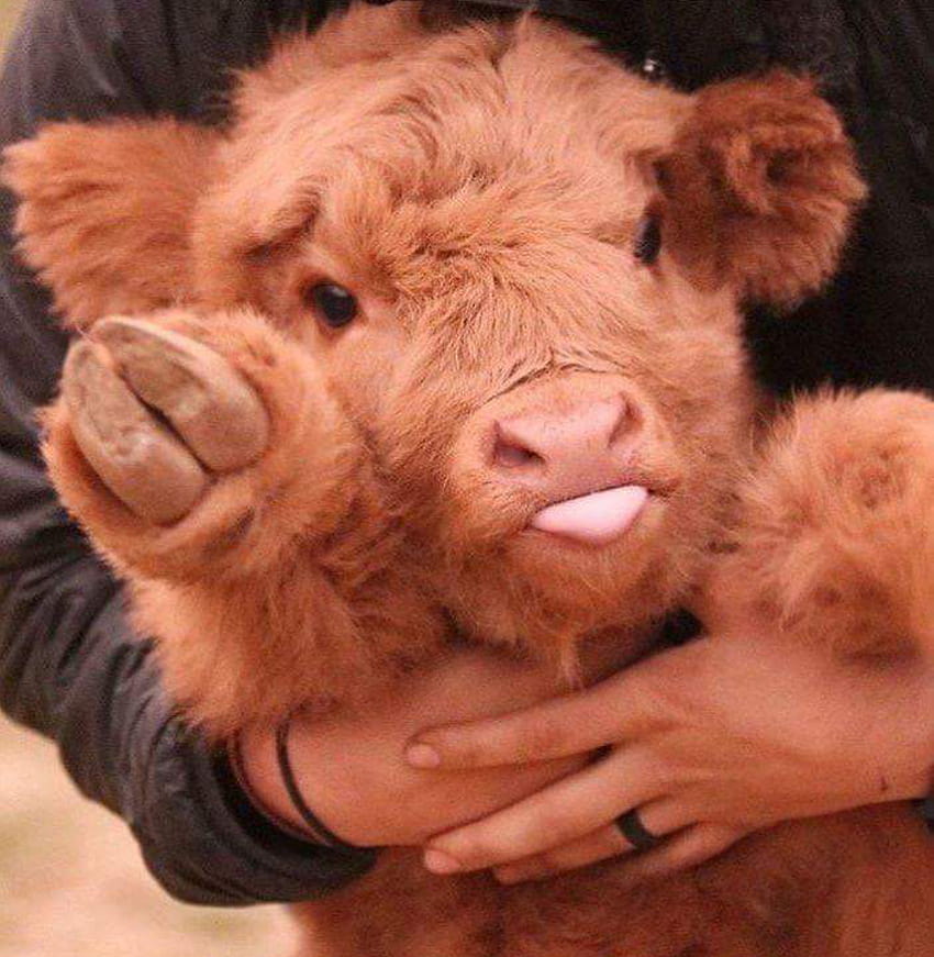 Be brave, heart. Baby cow dump, fluffy baby cow HD phone wallpaper