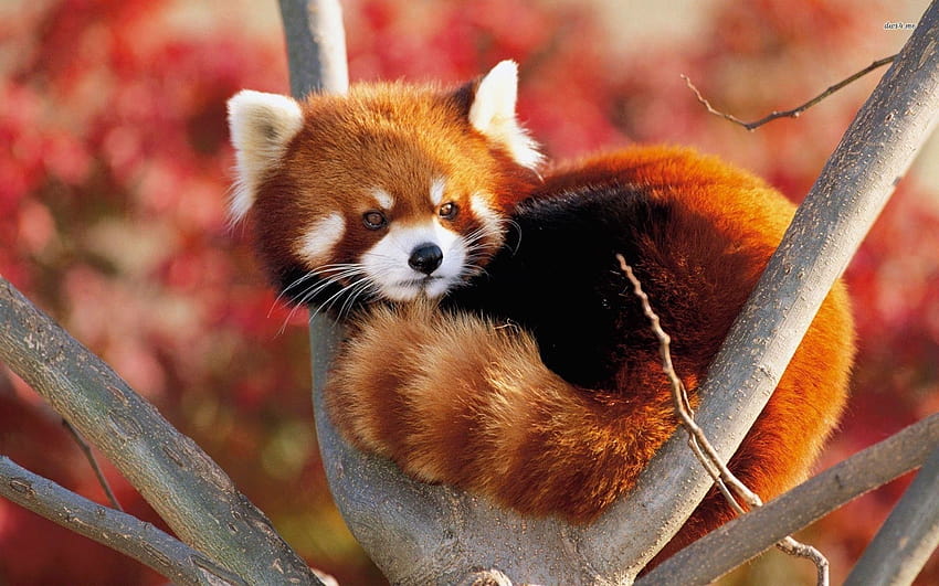 3 Trends For Cute Red Panda, aesthetic pc panda HD wallpaper