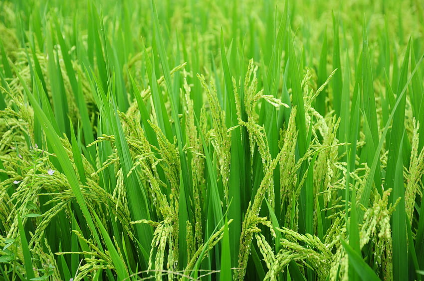 campo di piante di riso verde, risaia Sfondo HD