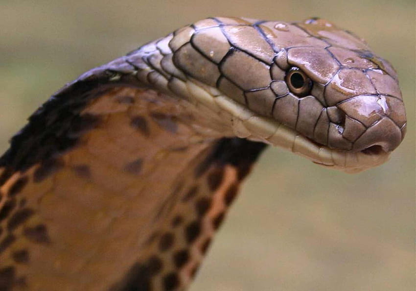 King Cobra Of Snake, raja ular kobra Wallpaper HD