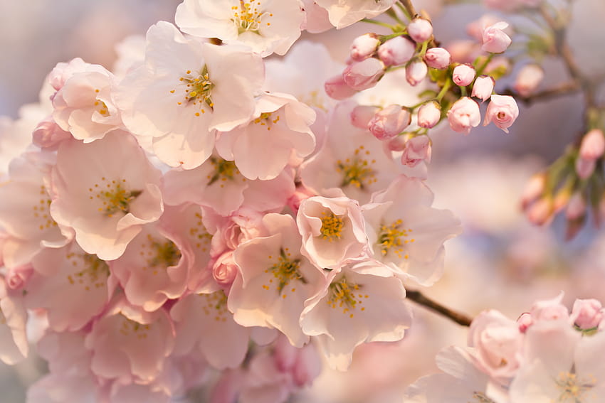 美 花 ぼかし ボケ 枝 桜 桜の花 花 フォーカス 葉 光 マクロ ナチュラル 自然 撮影 ピンク 桜の春、光の春の花 高画質の壁紙