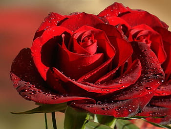 Red Rose Dil HD Wallpapers - Wallpaper Cave