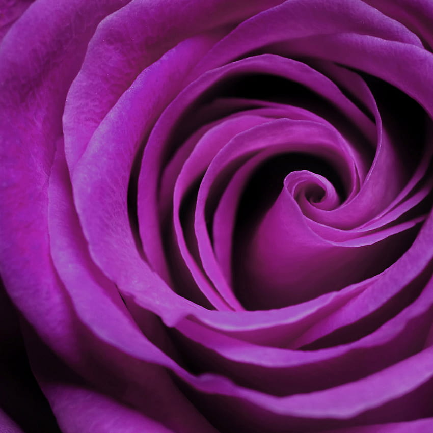 Purple Rose bloom iPad iPad Backgrounds [1024x1024] for your , Mobile & Tablet, purple ipad HD phone wallpaper