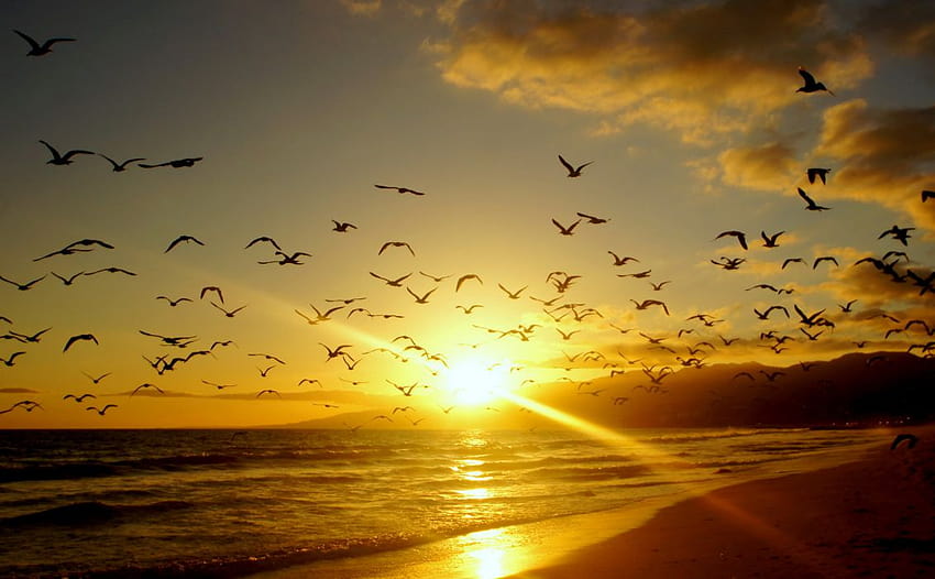Sunrises sunsets Coast Birds USA Malibu California Rays sea ocean, sunrise over california HD wallpaper