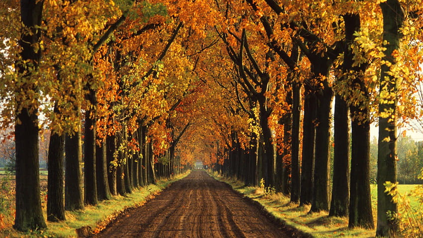 One day, i will have a tree, driveway HD wallpaper