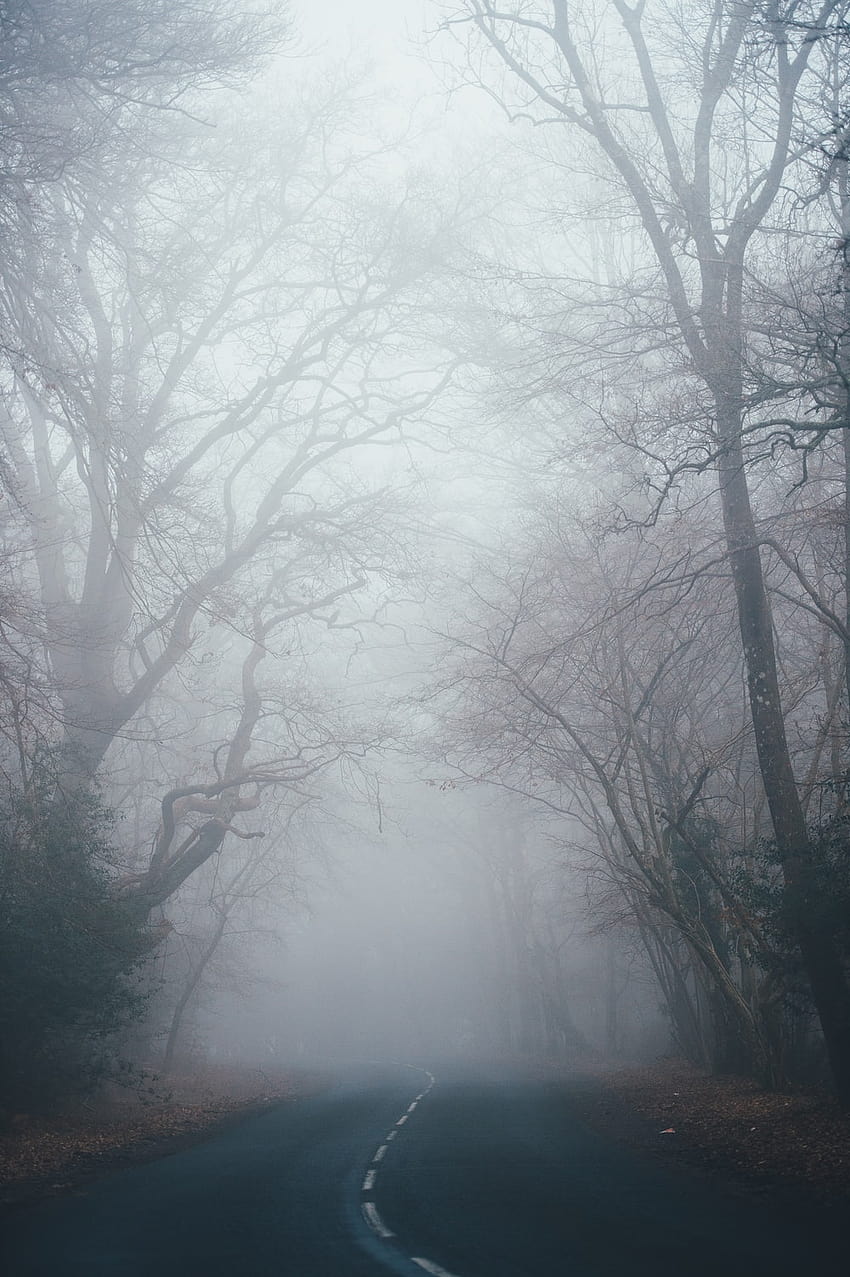 Camino de niebla, camino de niebla fondo de pantalla del teléfono
