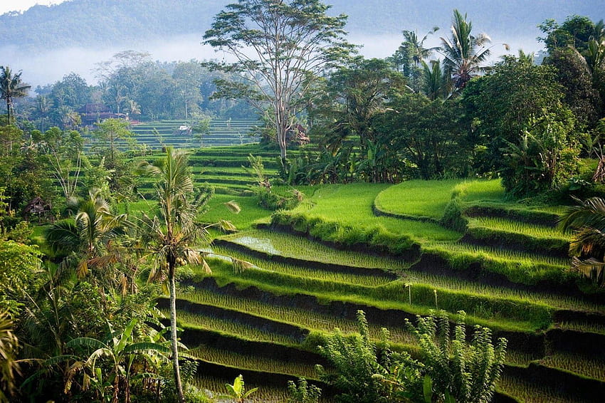 paysage rizière rizière nature et arrière-plans Fond d'écran HD