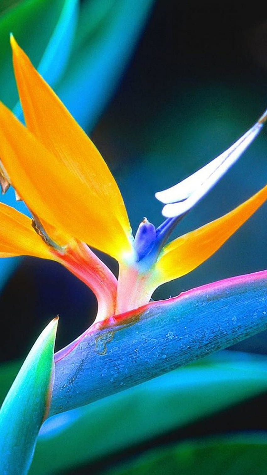Spring Blue Orange Flower Plant Bloom Android, spring paradise HD phone wallpaper