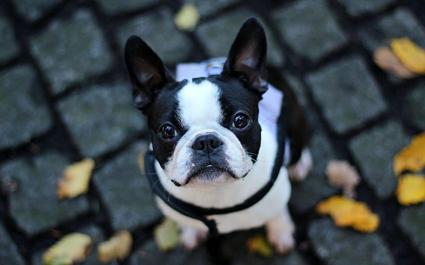 61 French Bulldog HD wallpaper | Pxfuel