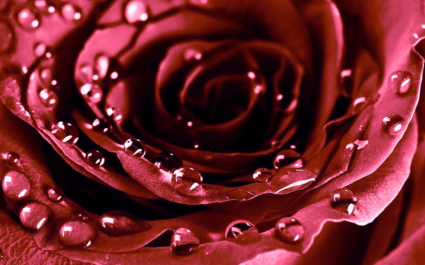 Roses drops valentine&day flowers, valentine flower HD wallpaper | Pxfuel