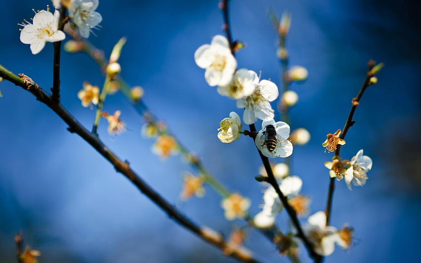 Abelha em Flores Brancas Flores, Primavera, branco, primavera abelhas papel de parede HD