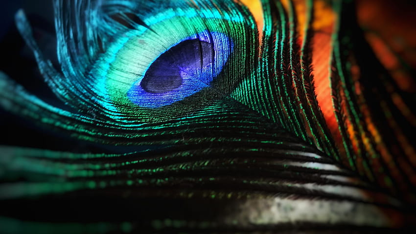 Peacock Feather HD wallpaper | Pxfuel