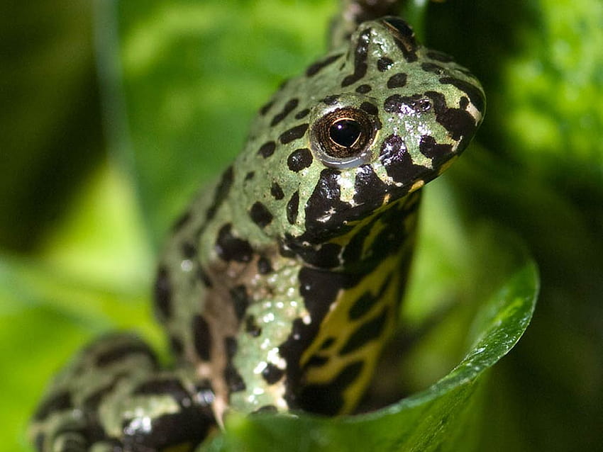 Fire Belly Toad, Toads HD Wallpaper | Pxfuel