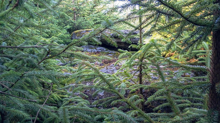 Tor Bagger: Dartmoor: Menemukan Lowton Borough Rocks yang sulit dipahami, pohon hutan dartmoor Wallpaper HD