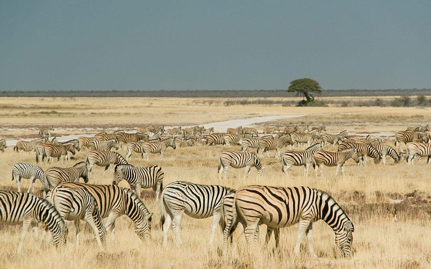 Cebras Etosha Park Namibia fondo de pantalla