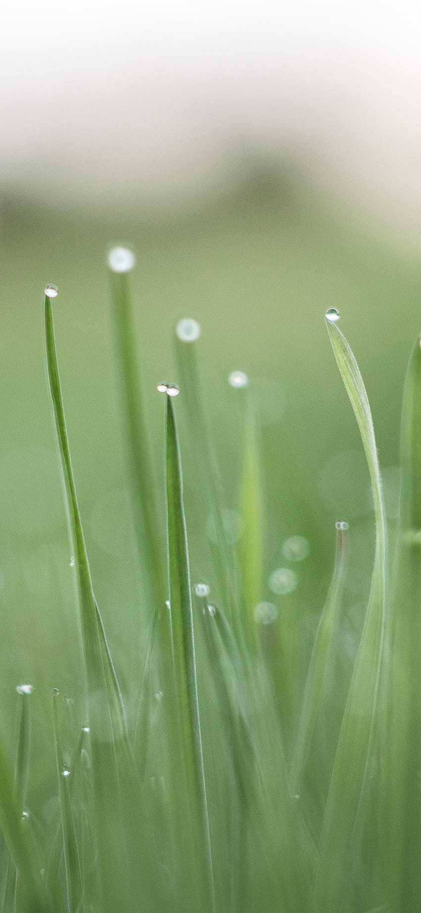 nq11, morning dew drops grass HD phone wallpaper
