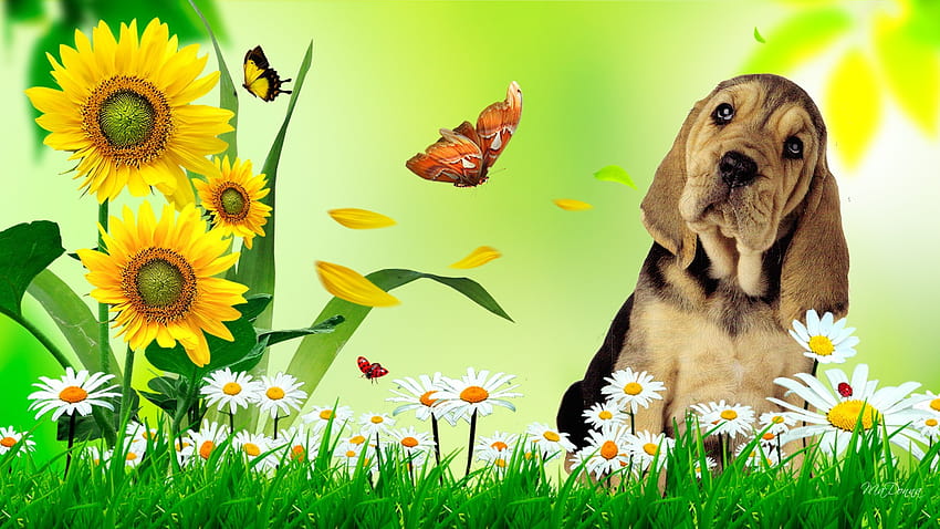 Cute Dog Summer, aesthetic dogs summer HD wallpaper | Pxfuel