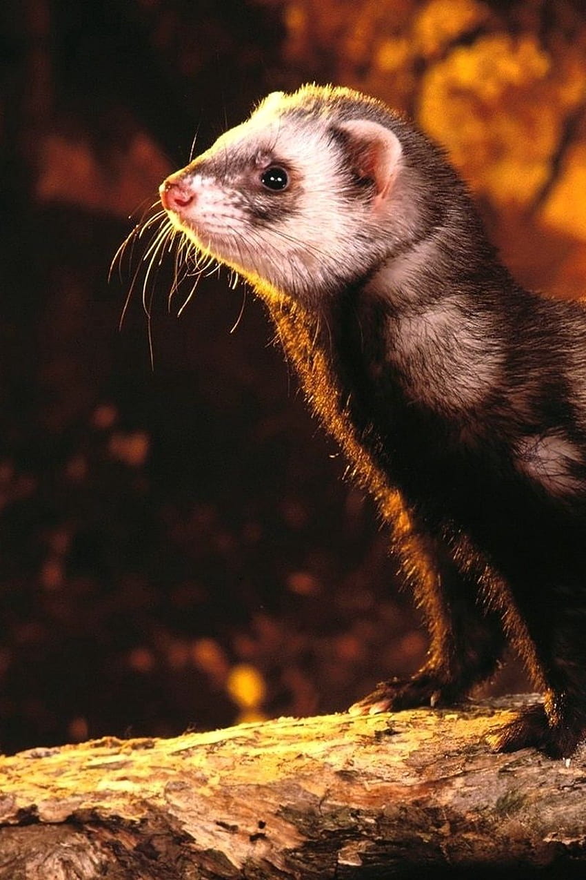 800x1200 polecat, mongoose, nature, opinion, hunting iphone 4s/4 for parallax backgrounds HD phone wallpaper