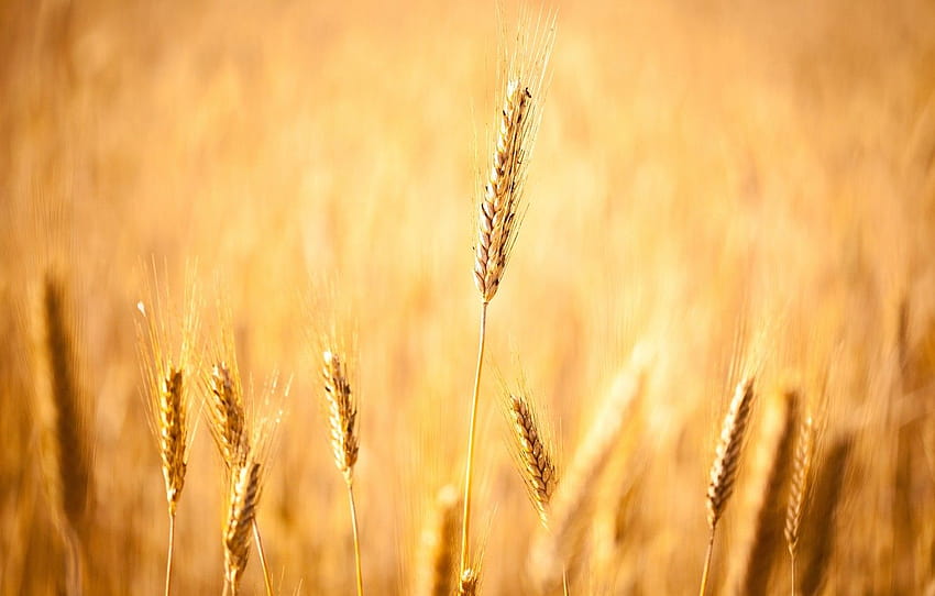 blé, champ, automne, grain, champ, grain, mise au point, récolte, épillets, oreilles, écran large, champs de maïs, épi, le, bokeh, bokeh, section макро, champ en automne Fond d'écran HD