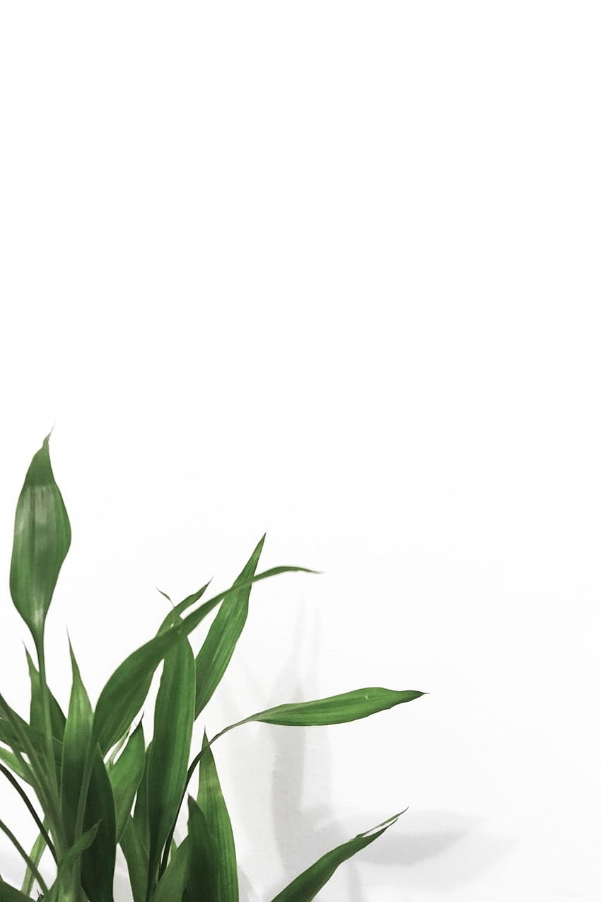 白い背景を持つ植物、審美的なミニマリストの植物 HD電話の壁紙