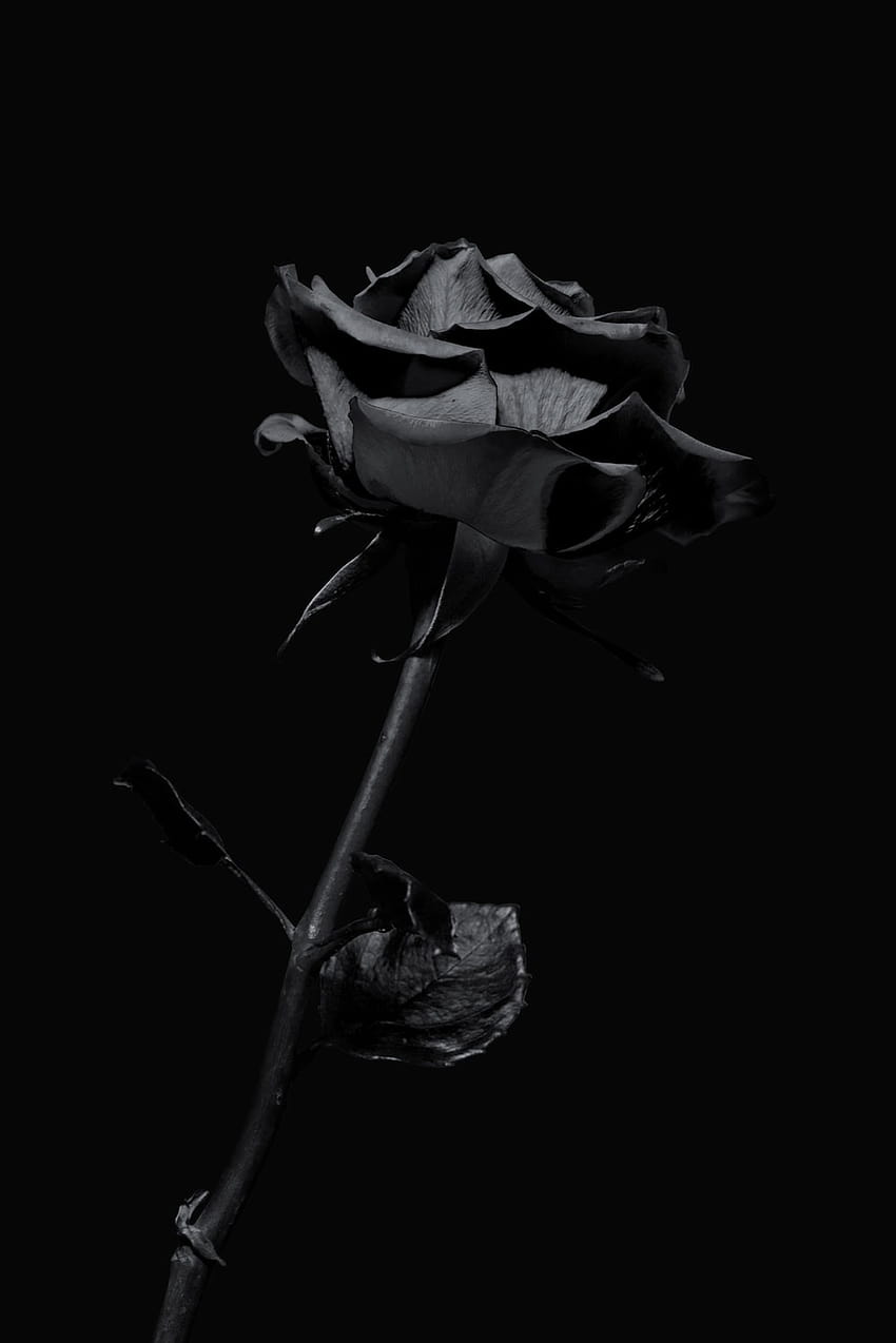 55 Dark Rose, schwarze Rosenblüte HD-Handy-Hintergrundbild