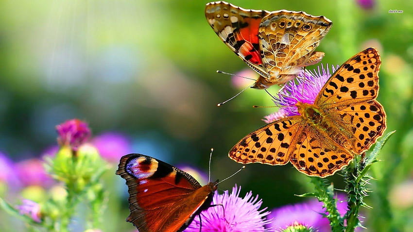 The Best Butterflies Live On Android, latest butterfly HD wallpaper