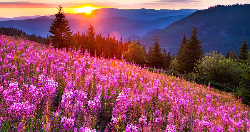 5 Meadow Sunset, flower meadow and sunset HD wallpaper