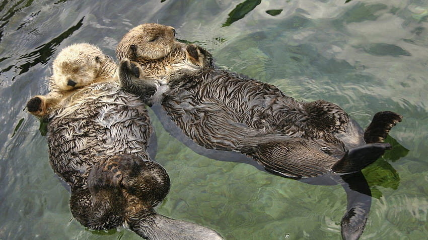 Otter Tag : Ocean Sea Otter Background Pics Animals. Otter, sea ...